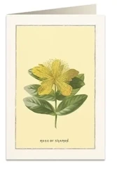 Karnet B6 + koperta 6018 Róża Sharon - Tassotti