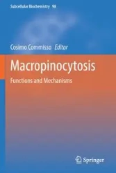 Macropinocytosis - Commisso Cosimo