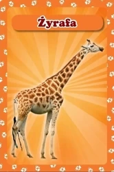 Karty Popup 3D - Zwierzęta - Piętka