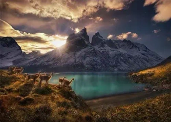 Puzzle 1000 elementów. Guanacos