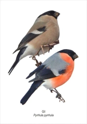 Obraz A4 Gil - Koliber