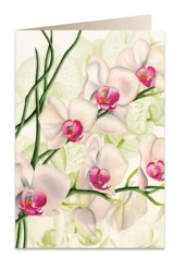 Karnet B6 + koperta 5723 Biała orchidea - Tassotti