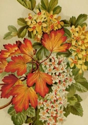 Karnet ST492 B6 + koperta Jesienne liście - Skona Ting