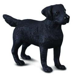 Pies labrador - Collecta