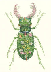 Karnet A110 B6 + koperta Chrząszcz - DM Collection