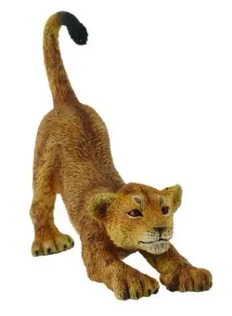 Lwiątko przeciągające się - Collecta
