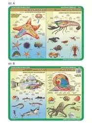 Podkładka edu. 054 - Anatomia: szkarłupnie.. - Visual System
