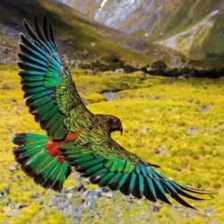 Karnet kwadrat z kopertą Alpine Parrot - Museums & Galleries
