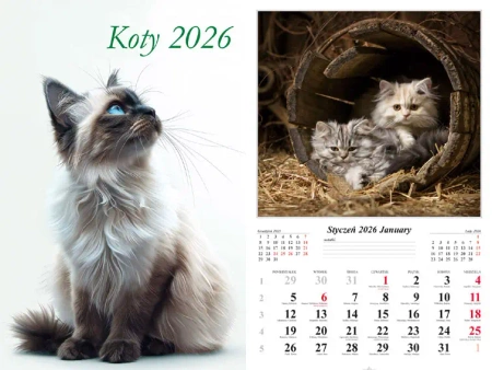 Kalendarz 2026 ścienny Koty - praca zbiorowa
