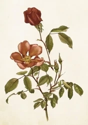 Karnet ST429 B6 + koperta Róża - Skona Ting