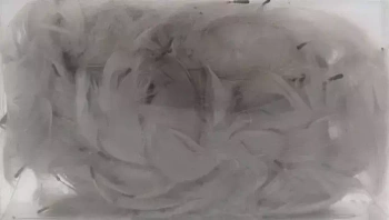 Szare piórka dekoracyjne - Pentacolor