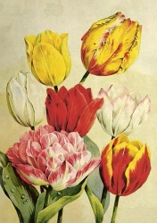 Karnet ST508 B6 + koperta Tulipany - Skona Ting