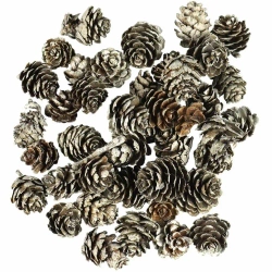 Szyszki ośnieżone - Arpex