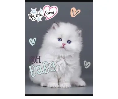 Paczka Zeszyt A5 16k 3-linia kolorowa my little friend mix pakiet 15 szt. - ST-Majewski