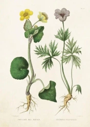 Karnet ST211 B6 + koperta Kaczeniec i sasanka - Skona Ting