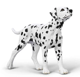 Dalmatyńczyk - Collecta