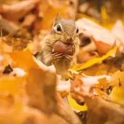 Karnet kwadrat z kopertą Chipmunk with an acorn - Museums & Galleries
