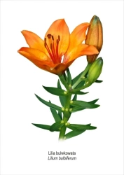 Obraz A4 Lilia bulwkowata - Koliber