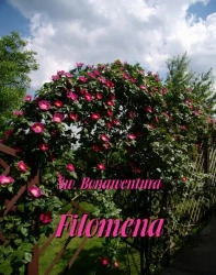 eBook Filomena - Bonawentura Święty epub mobi