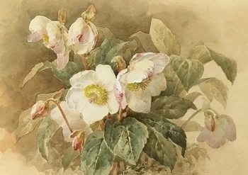 Karnet ST424 B6 + koperta Ciemiernik biały - Skona Ting