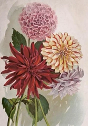 Karnet ST454 B6 + koperta Dalia - Skona Ting