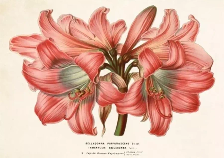 Karnet ST336 B6 + koperta Amarylis piękny - Skona Ting