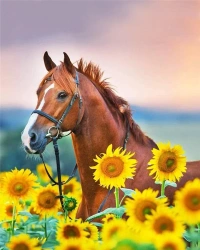 Malowanie po numerach - 30x40cm Koń w słonecznik. - Titanum