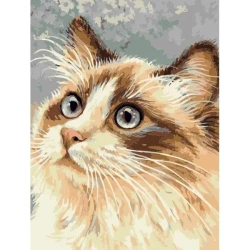 Malowanie po numerach - 30x40cm Kot - Titanum