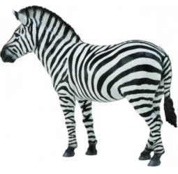Zebra Common - Collecta