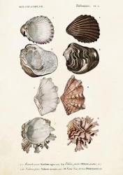 Karnet ST372 B6 + koperta Muszle - Skona Ting