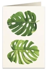 Karnet B6 + koperta 6015 Monstera - Tassotti