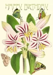 Karnet B6 brokat z kopertą Urodziny Amarylis - Madame Treacle