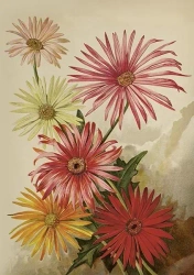 Karnet ST515 B6 + koperta Gerbery - Skona Ting