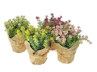 Roślina w ozdobnej doniczce MIX - ADAR