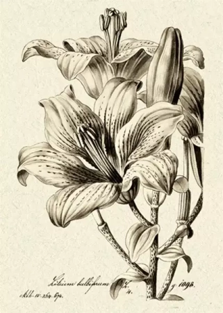 Karnet ST332 B6 + koperta Lilia bulwkowata - Skona Ting