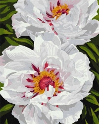 Malowanie po numerach - Białe piwonie 40x50cm - Ideyka