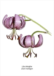 Obraz A4 Lilia złotogłów - Koliber