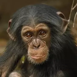 Karnet kwadrat z kopertą Baby Chimp - Museums & Galleries