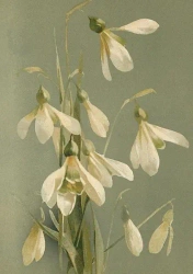 Karnet ST402 B6 + koperta Przebiśniegi - Skona Ting