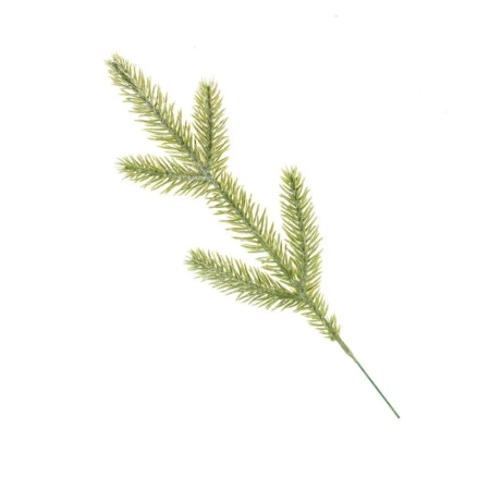 Gałązka do stroików - Arpex