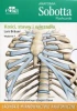 Anatomia Sobotta Flashcards Kości stawy i więzadła - Brauer Lars - 2022
