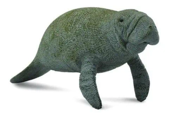 Słoń morski - Collecta