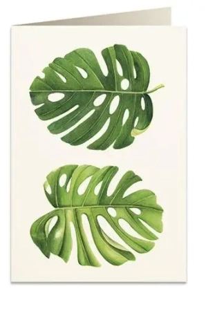 Karnet B6 + koperta 6015 Monstera - Tassotti