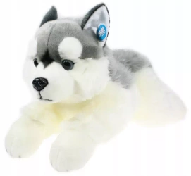 Pies Husky 61cm - Dubi