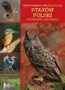Ilustrowana encyklopedia ptaków polski. Przewodnik ornitologa - opracowanie zbiorowe