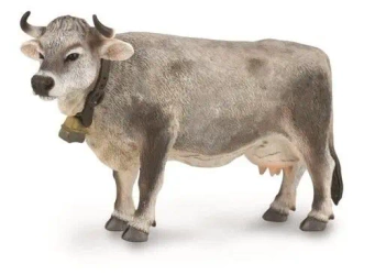 Krowa tyrolska szara - Collecta