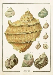 Karnet ST503 B6 + koperta Muszle - Skona Ting