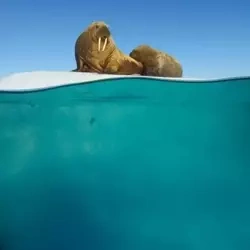 Karnet kwadrat z kopertą Walrus Mother and Calf - Museums & Galleries