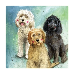 Magnes FM229 Psy Cockapoo - Alex Clark