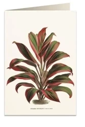 Karnet B6 + koperta 6064 Dracena czerwono-zielona - Tassotti